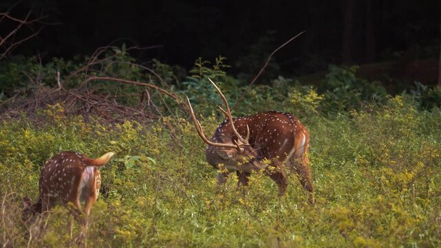 Herd of endemic spotted deer among bushes and fallen branches in natural habitat, Yala area, Sri Lanka