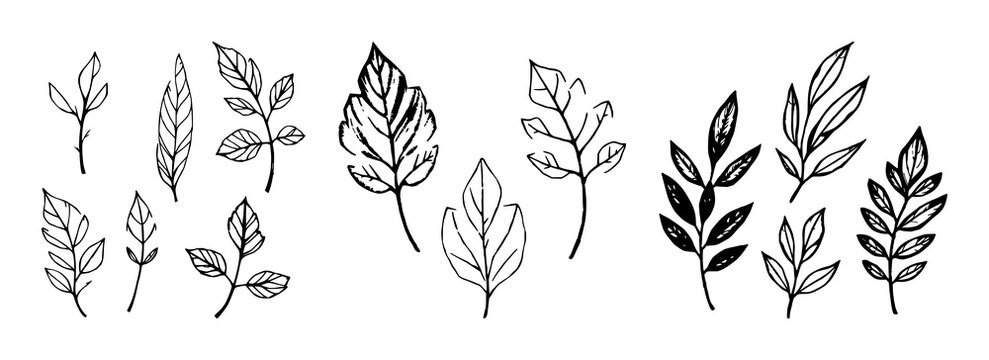 Handmade ink stamp leaves set with isolated black and white leaf blots featuring ink stamps, forest leaves, texture with monochrome and high detail