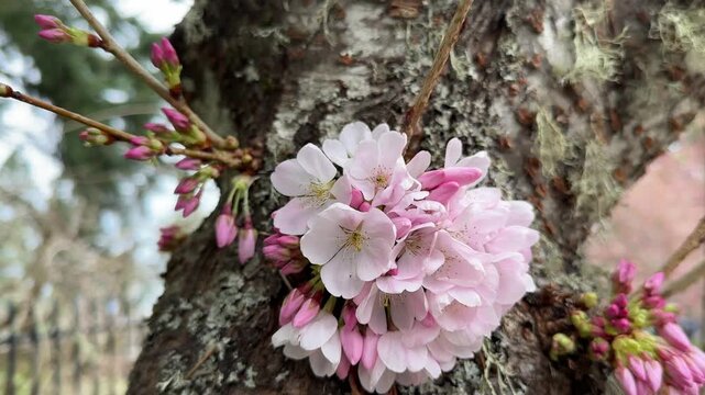 Cherry blossoms growing from the trunk of a cherry tree, an example of cauliflory.