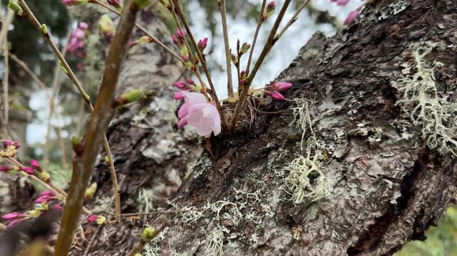 Cherry blossoms growing from the trunk of a cherry tree, an example of cauliflory.