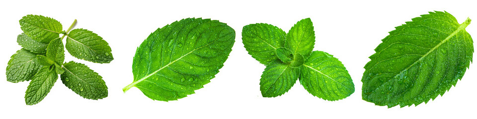 Fresh vibrant mint leaves with water droplets, a collection of fragrant herbs, isolated on a transparent background. © Gogu