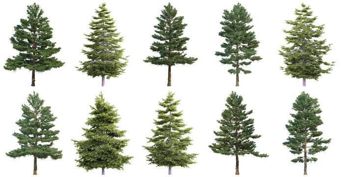 Diverse collection of realistic green pine and spruce trees in various sizes and shapes.