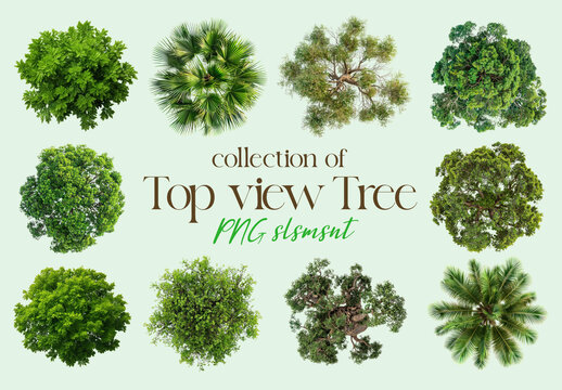 Top View Tree PNG Element Set