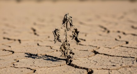 Obraz premium Withered plant struggling to survive in dry cracked earth