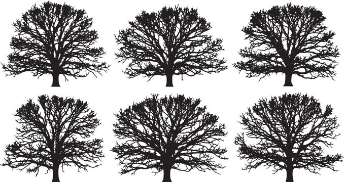 Black Solid Leafless Oak Tree Silhouettes Set of Six on White Background