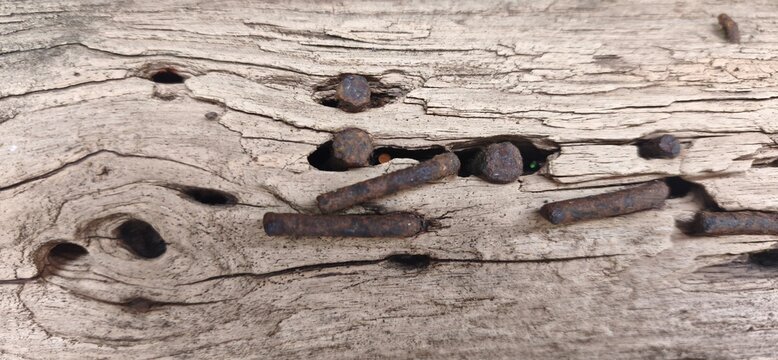 Rustic macro texture of aged weathered wood with old rusty iron nails. Vintage background featuring cracked timber grain, industrial decay, and natural organic patterns for design.