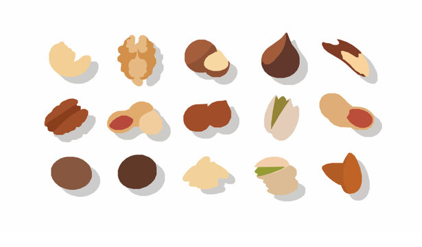 Different nuts collection vector set including almond cashew walnut pistachio peanut pecan hazelnut and macadamia isolated on white