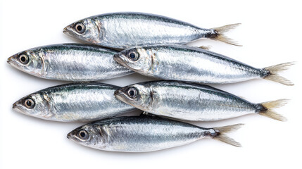 Fototapeta premium Fresh sardine raw fish seafood silver fish whole sardine food ingredient shiny skin isolated white background fish market healthy protein