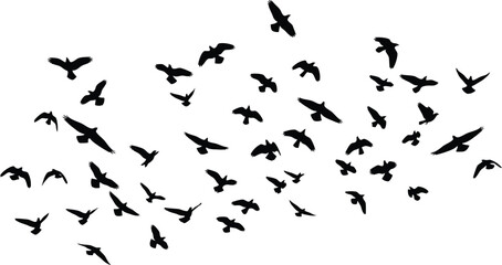 Fototapeta premium A large flock of birds flying together in a scattered formation