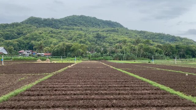 A lush green vineyard landscape in the rural French and Dutch countryside features spring crops and rolling hills under a blue summer sky with a farm road stretching toward the horizon