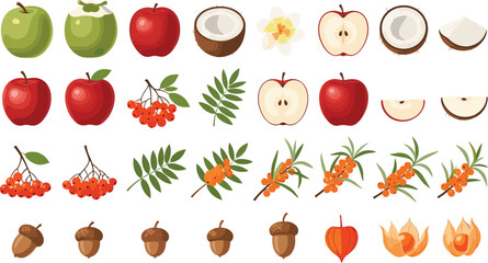 Autumn Nature Illustration Set with Red Green Apples Coconuts Rowan Berries Sea Buckthorn Acorns Leaves Slices and Floral Elements for Harvest Seasonal Organic and Wellness Designs © Mostrenu