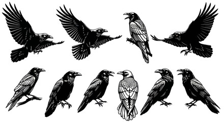 Fototapeta premium Collection of Black Ravens and Crows in Various Poses - Ink Sketch Style