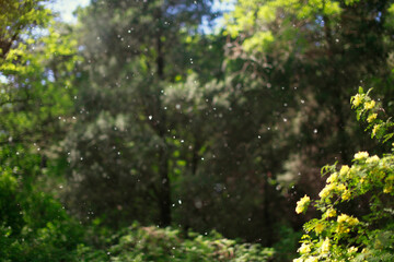A scene of trees with flying pollen in a natural environment © Gloream