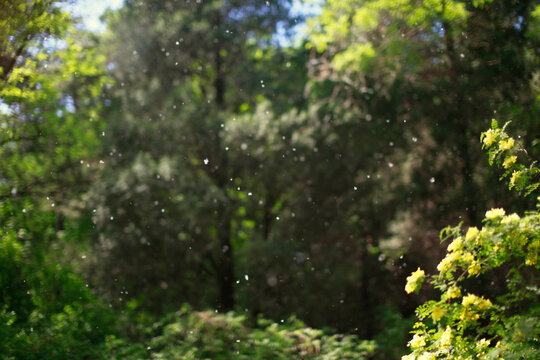 A scene of trees with flying pollen in a natural environment