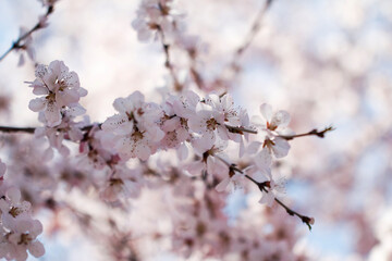 Obraz premium Delicate Pink Blossoms on a Spring Branch in Full Bloom