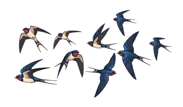 A flock of swallows flying in formation against a white background