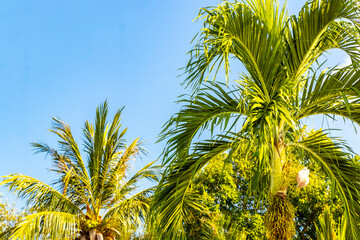 Fototapeta premium Tropical Palms tree Palm trees blue sky rainforest jungle Thailand.