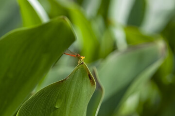 Libellule posée sur une feuille © PPJ