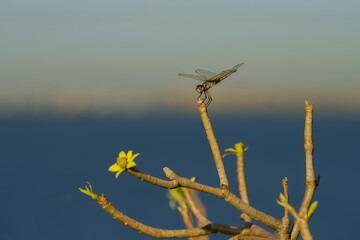 Libellule posée sur une fleur en bord de mer © PPJ