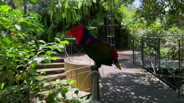 Black capped lory parrot sitting on branch in tropical forest