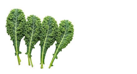Obraz premium Four vibrant green curly kale bunches, crinkled, on white studio background with copy space, soft diffuse light, top-down, healthy eating and natural freshness concept