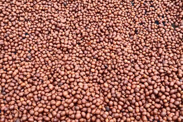 Fototapeta premium Coffee beans drying in the sun
