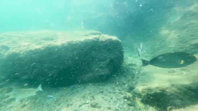 Underwater Marine Life Near Rocky Reef