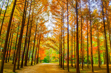 Fototapeta premium Metasequoia forest full of autumn on Nami Island near Seoul.beautiful of colorful golden-orange and yellow leaves falling during an autumn day in a forest full of trees