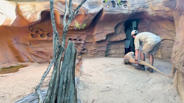 Zookeeper Interacting with a Komodo Dragon in a Wildlife Park Enclosure