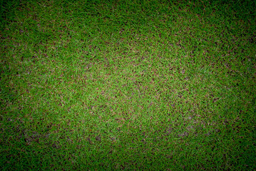 Top view of green grass background