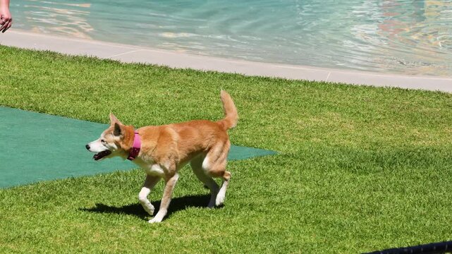 Australian Dingo Walking on Green Grass Near Water at Australia Zoo