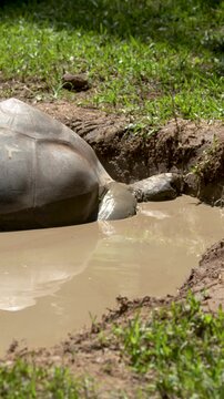 Giant Tortoise Wallowing in a Mud Bath at Australia Zoo