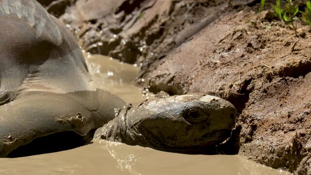 Giant Aldabra Tortoise Resting in a Thick Brown Mud Puddle