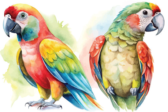 Watercolor Tropical Parrot Clipart, Vibrant Jungle Bird Illustration, Isolated on White