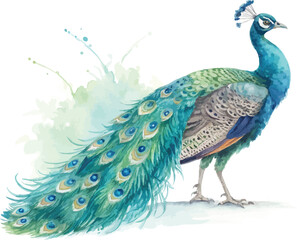 Obraz premium Watercolor Peacock Clipart, Vibrant Exotic Bird Illustration, Isolated on White