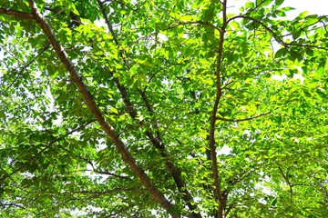 Obraz premium 初夏の朝の新緑の桜の木