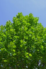 Obraz premium 初夏の朝の新緑のユリノキと青空