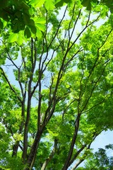 Obraz premium 初夏の朝の新緑の欅