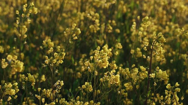 春の朝　朝日の輝く菜の花畑の風景1