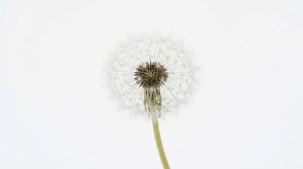 Obraz premium Close-up of a delicate dandelion seed head against a bright white background.