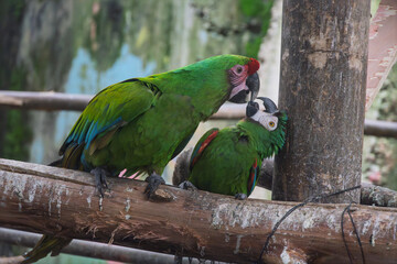 Pair of colorful macaws interacting on wooden perch © RoggerWilliam