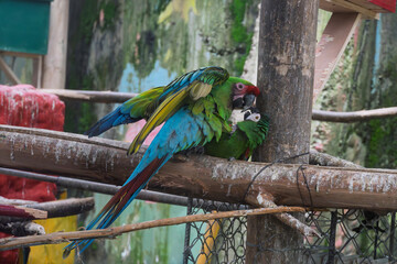 Pair of colorful macaws interacting on wooden perch © RoggerWilliam