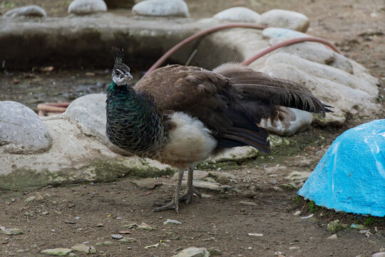 Female peacock (peahen) standing in zoo enclosure