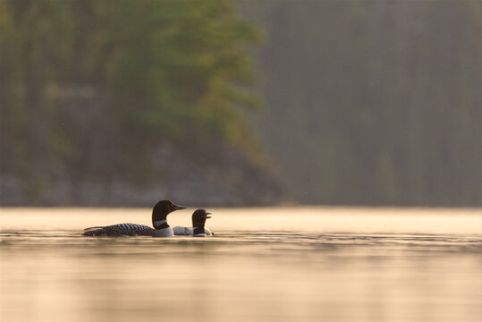 Common Loon (Gavia immer) pair on a Northern Lake, Temagami, Ontario