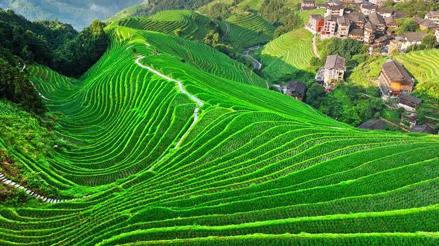Aerial view of spectacular green Longji rice terraces and natural landscape in Guilin, China.