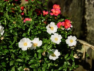 Fototapeta premium A lush cluster of white and vibrant pink Portulaca flowers or Moss Rose blooming in a sunlit garden, featuring delicate yellow centers and thick succulent foliage.