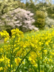 Obraz premium Yellow rapeseed flowers with cherry blossoms in soft focus spring landscape
