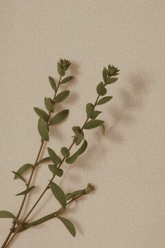 Background minimalista marrom com folhagem verde oliva