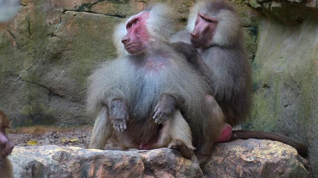 A Hamadryas baboon (Papio hamadryas) grooms another, picking through its fur and removing parasites and lice, while the dominant one shows aggression, close up shot.