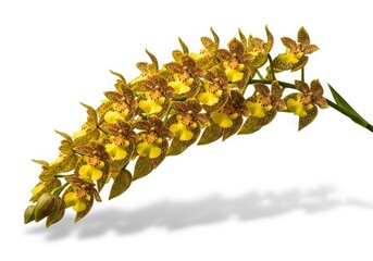 Obraz premium Clean minimalist studio photograph of Grammatophyllum speciosum orchid isolated on white background. The graceful tropical bloom is presented with refined lighting and generous negative space, creatin